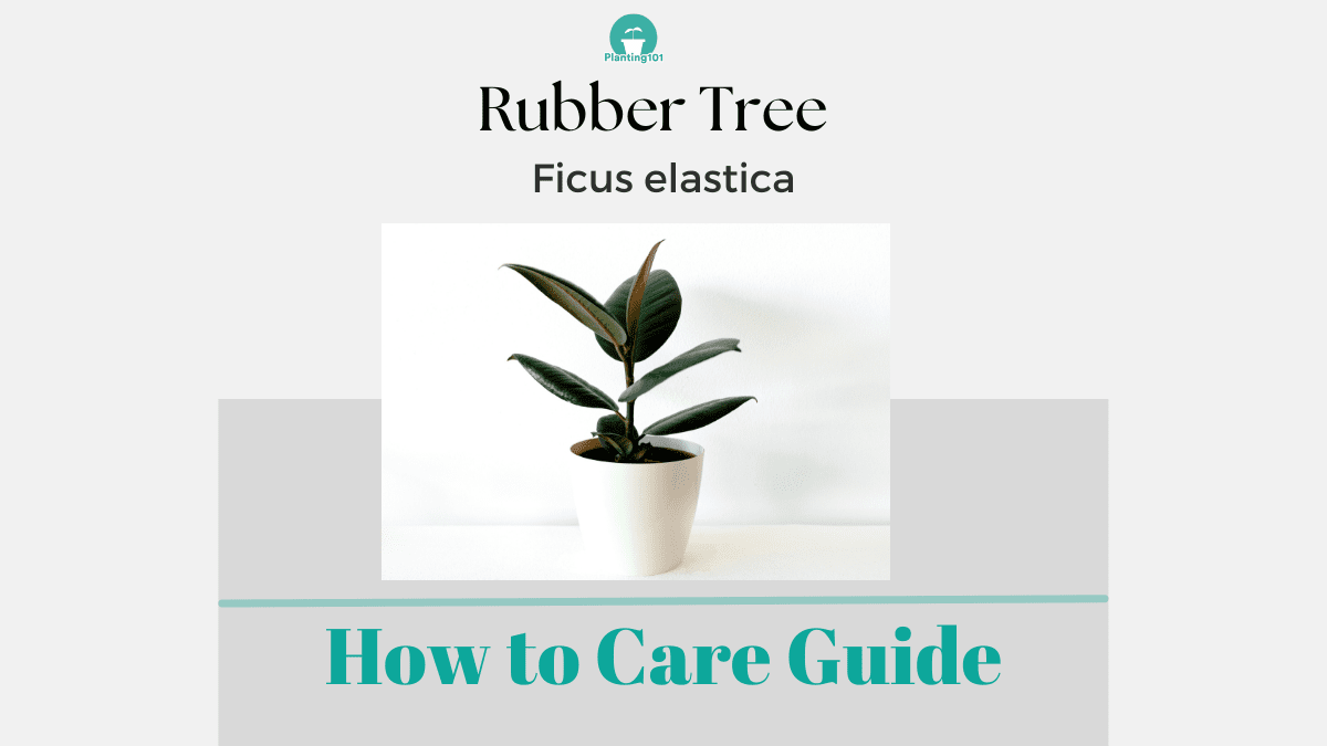 how to take care of rubber plant at home