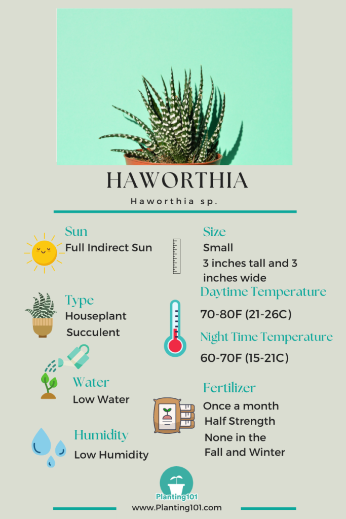 Haworthia Infographic