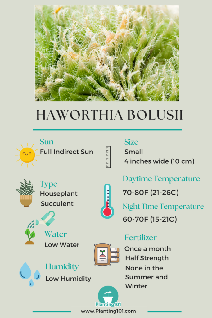 Haworthia bolusii Infographic