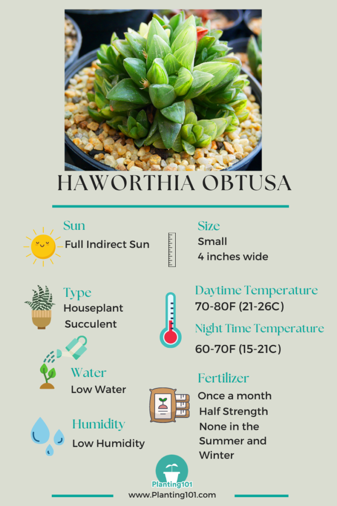 Haworthia obtusa Infographic