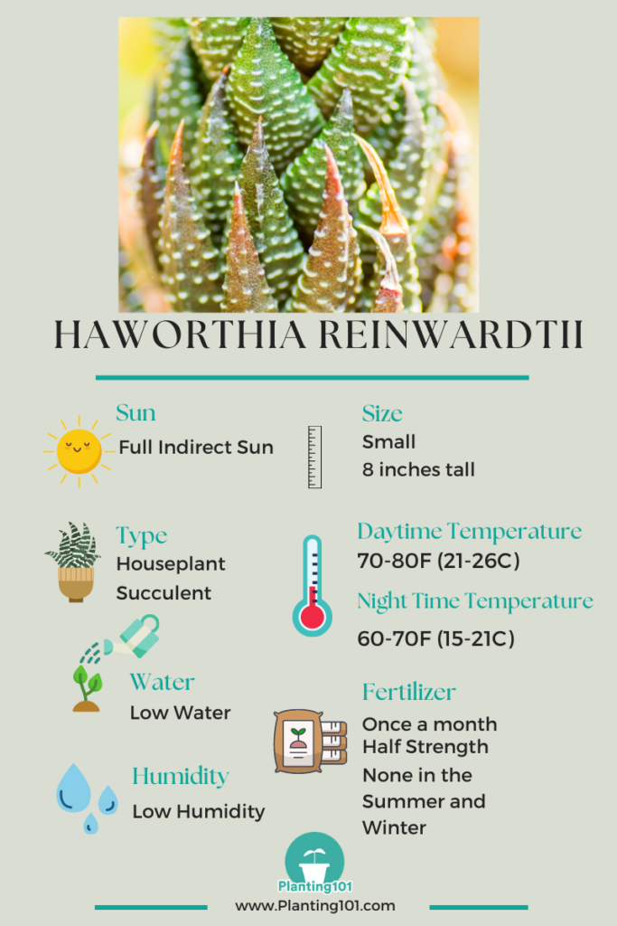 Haworthia reinwardtii Infographic