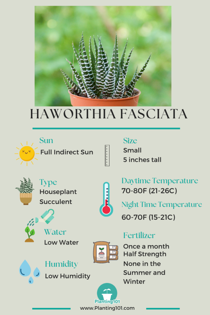 Haworthia fasciata Infographic