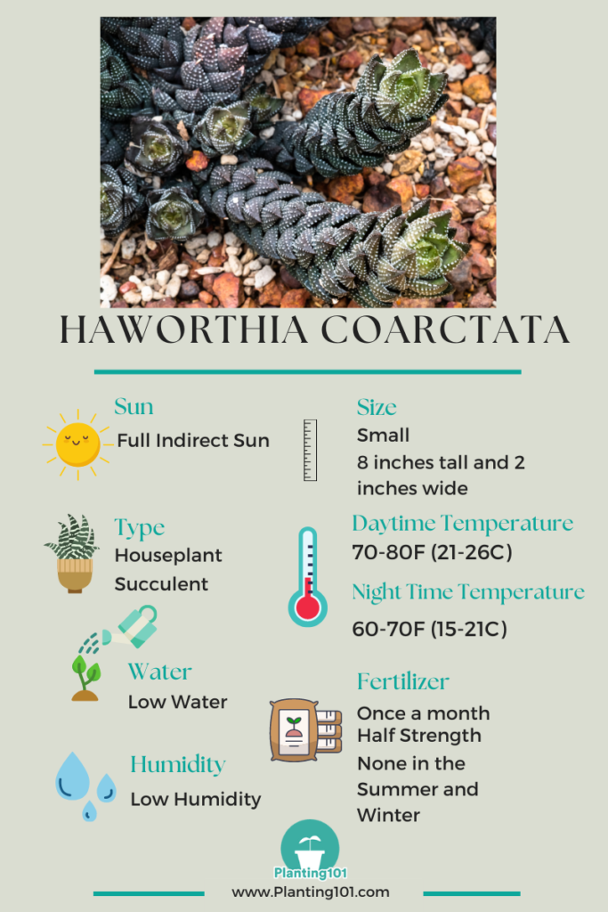 Haworthia coarctata Infographic