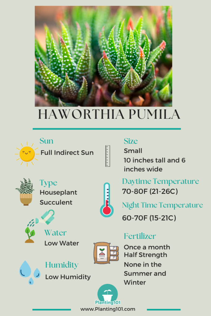 Haworthia pumila Infographic