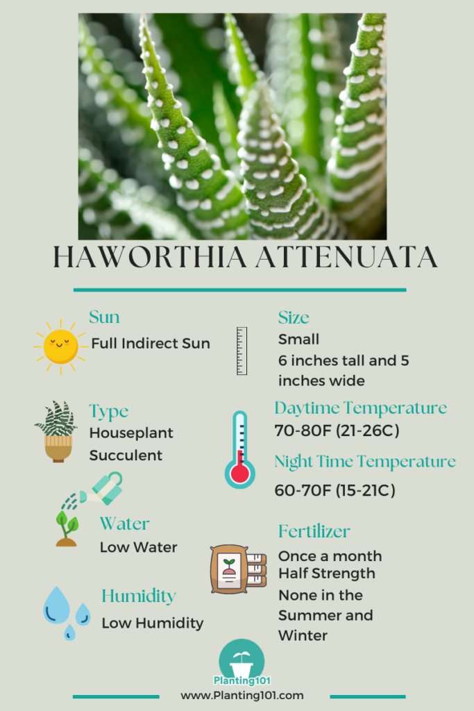 Haworthia attenuata Infographic