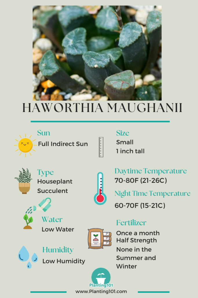 Haworthia maughanii infographic