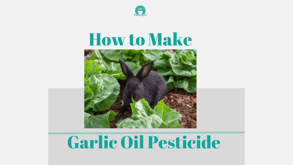 how to make garlic oil pesticide