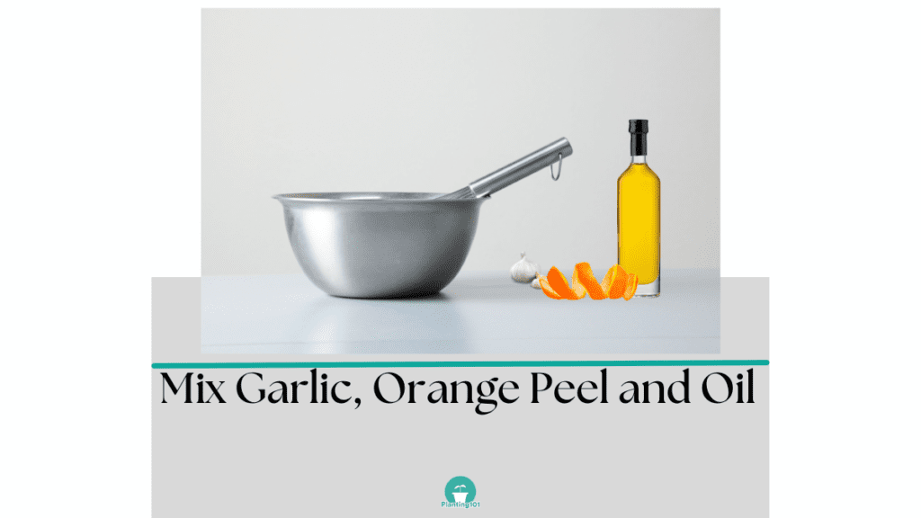 how to make garlic oil pesticide