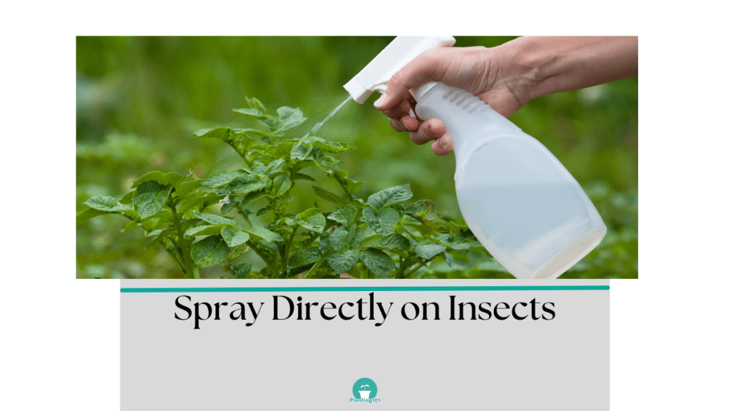 spray on insects