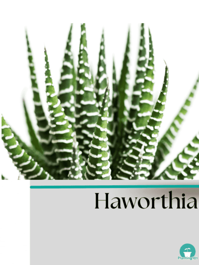 cropped-Houseplants-1.png