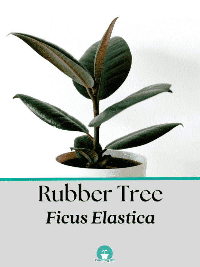 How to Grow Rubber Tree Plant (Ficus elastica)