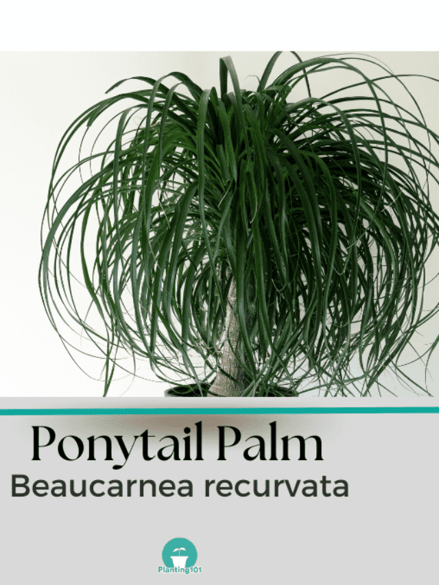How to Grow Ponytail Palm