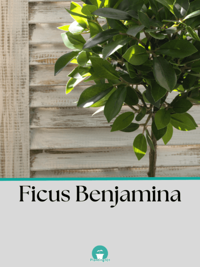 Beginner’s Guide: How to Grow Weeping Fig (Ficus Benjamina)