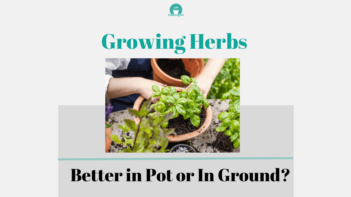 Is it Better to Grow Herbs in Pots or in the Ground? Planting 101