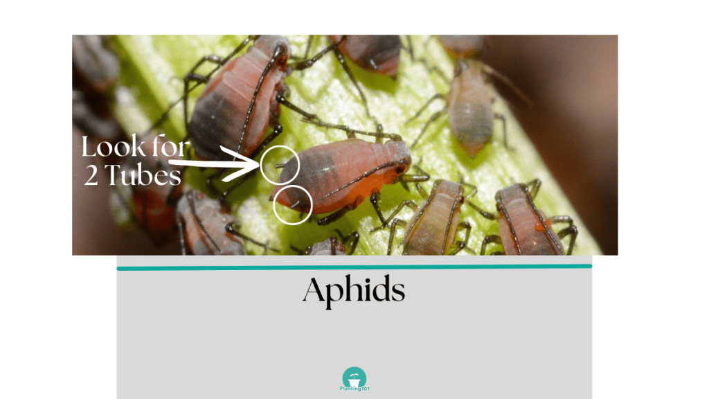 Aphids