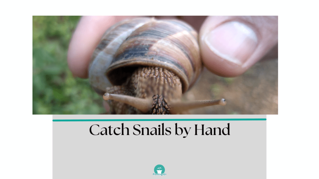 Snails and slugs pick by hand