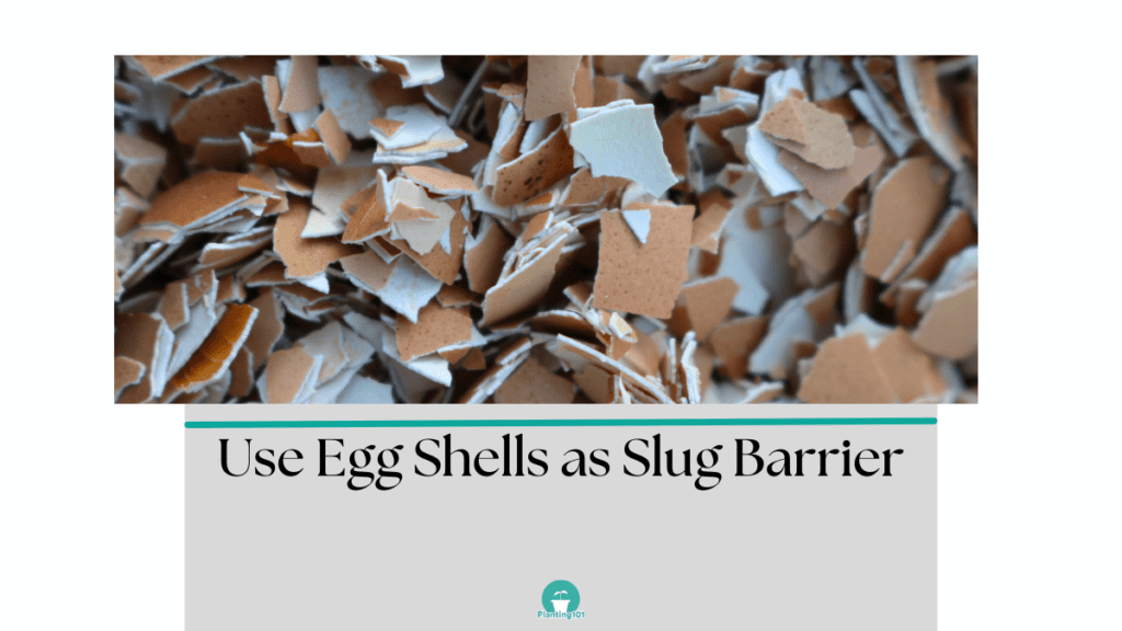 Eggshells as slug barrier