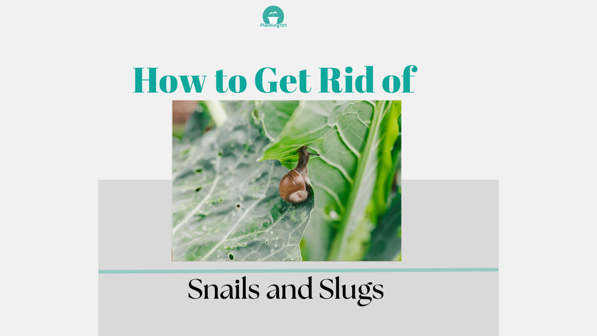 9 Easy Ways to Keep Snails and Slugs Off Your Vegetable Garden