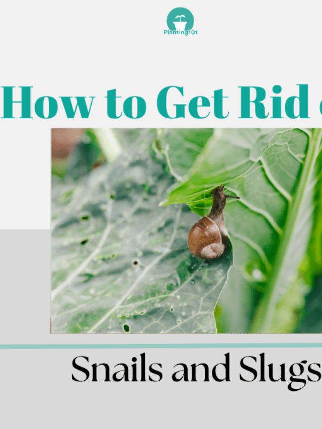 6 Easy Ways to Get Rid of Snails and Slugs in Garden