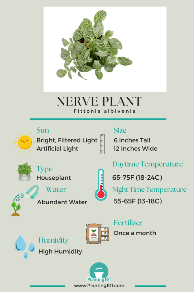 Nerve Plant Infographic