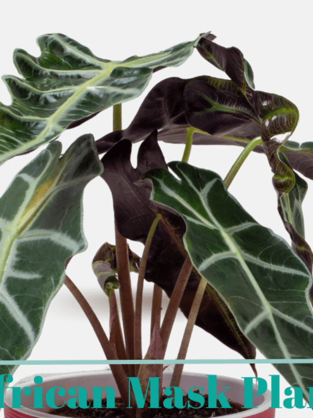 Beginner’s Guide: How to Grow African Mask Plant (Alocasia sanderiana)