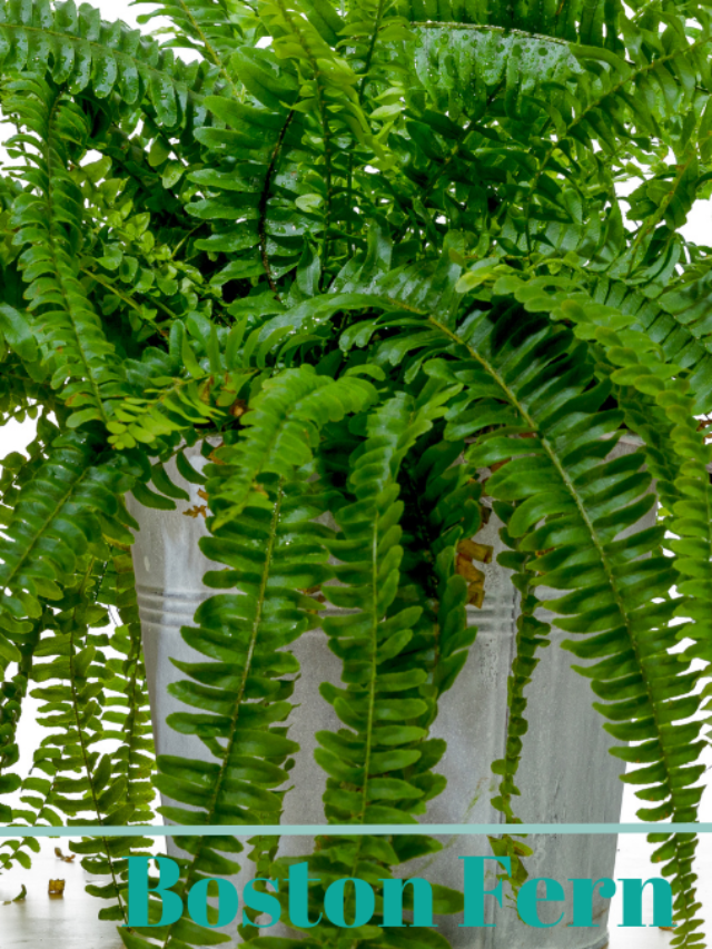 Boston Fern