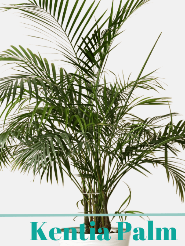 Beginner’s Guide: How to Care for Kentia Palm (Howea forsteriana)