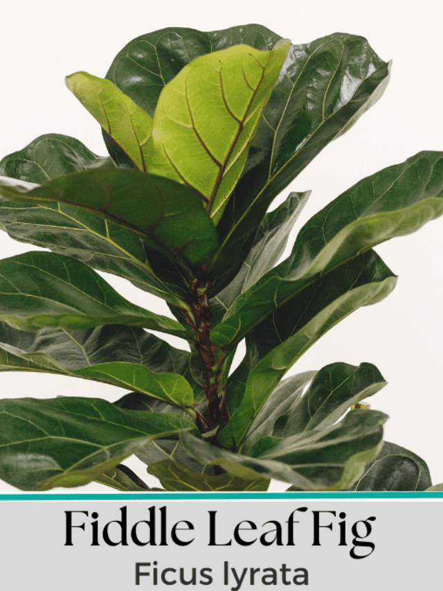 How to Grow Fiddle Leaf Fig (Ficus lyrata)