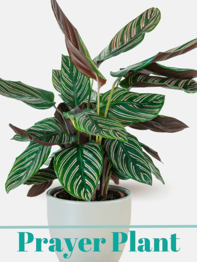 Beginner’s Guide: How to Grow Prayer Plant (Maranta leuconeura)