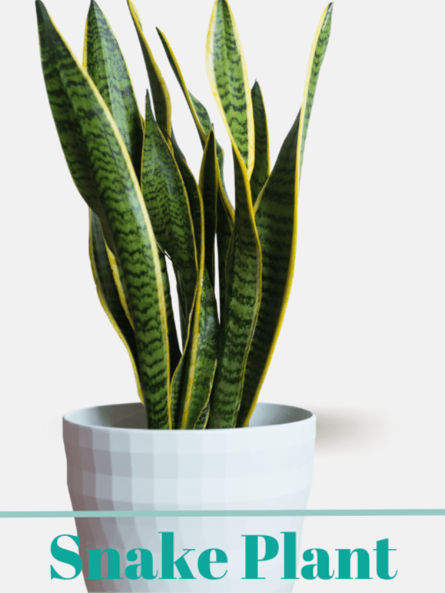 How to Grow Snake Plant or Mother-in-Law’s Tongue (Sansevieria trifasciata)