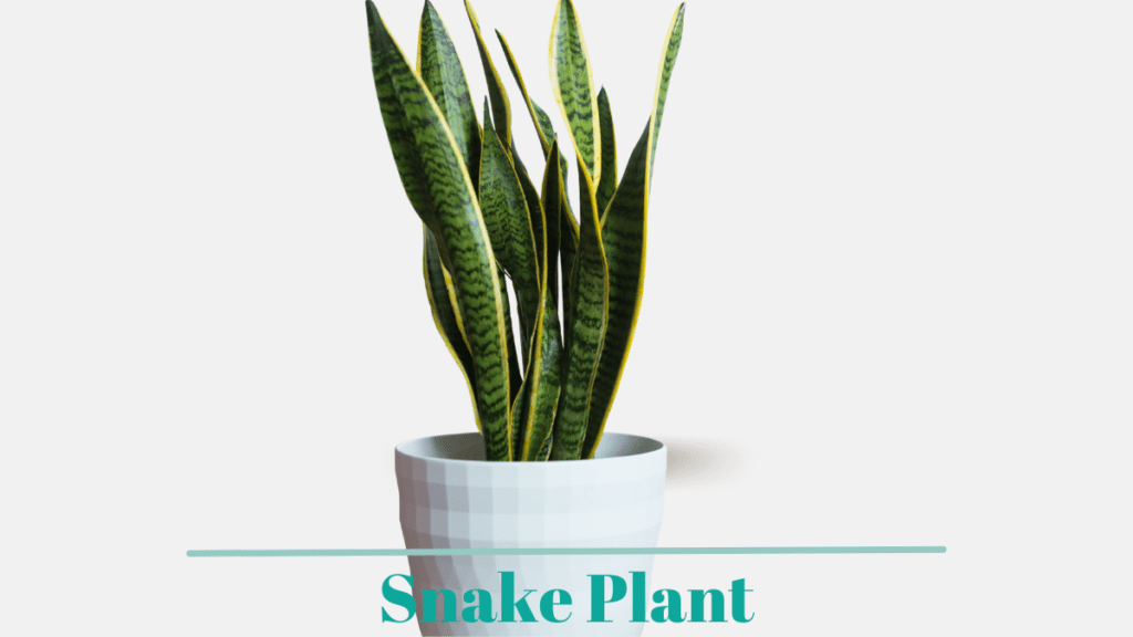 Snake Plant