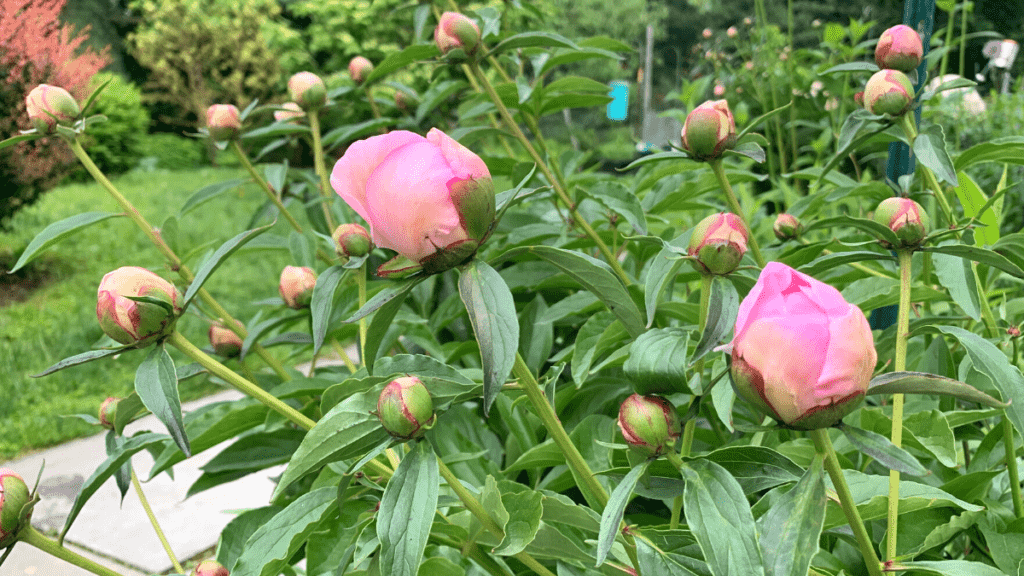 Peony buds