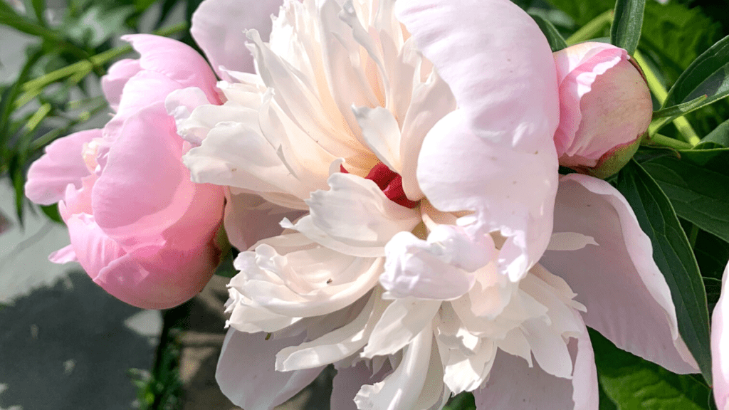 Pink Peonies