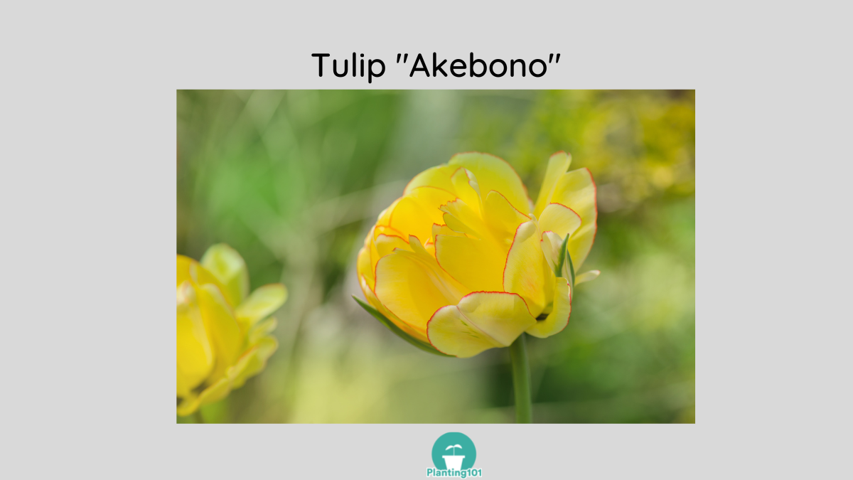 Tulip Akebono