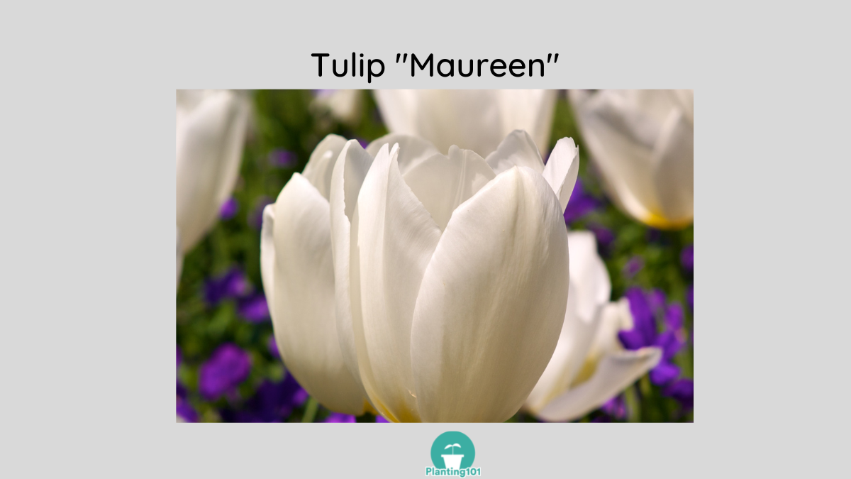 Tulip Maureen