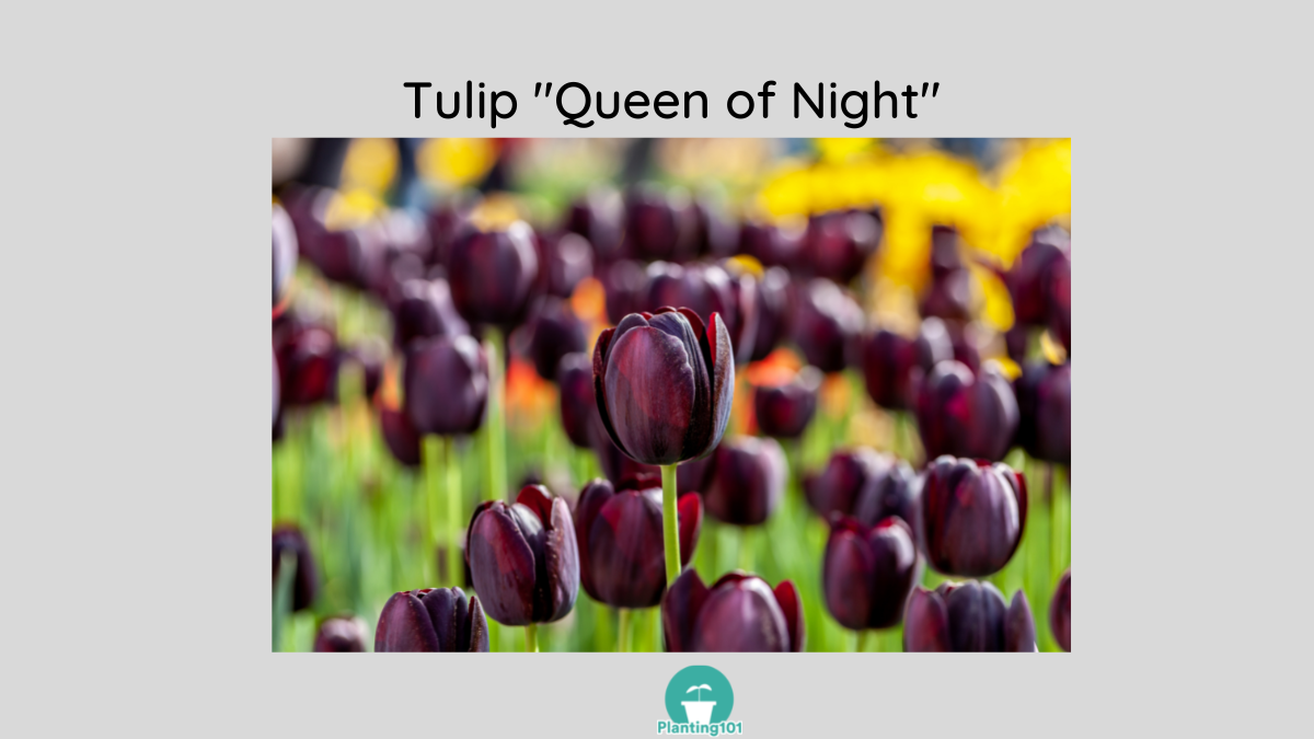 Tulip Queen of Night