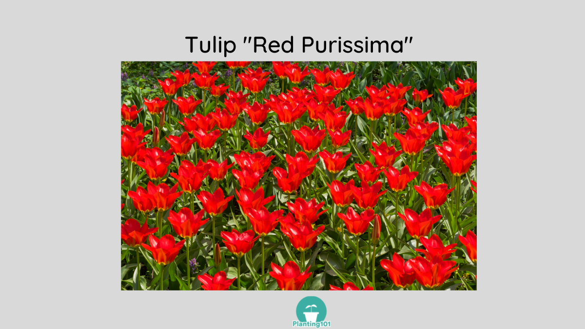 Tulip Red Purissima