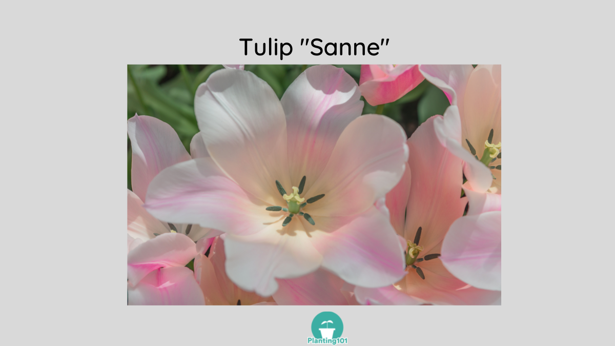 Tulip Sanne
