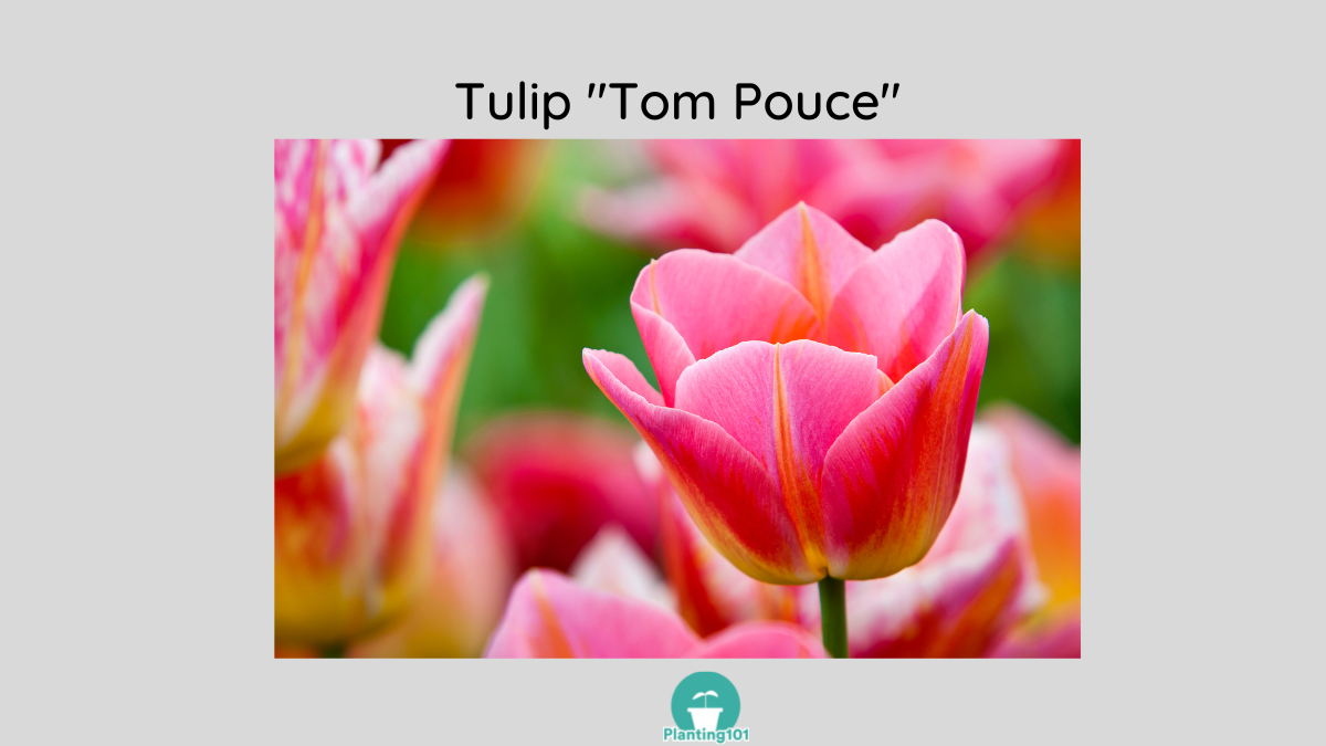 Tulip Tom Pouce