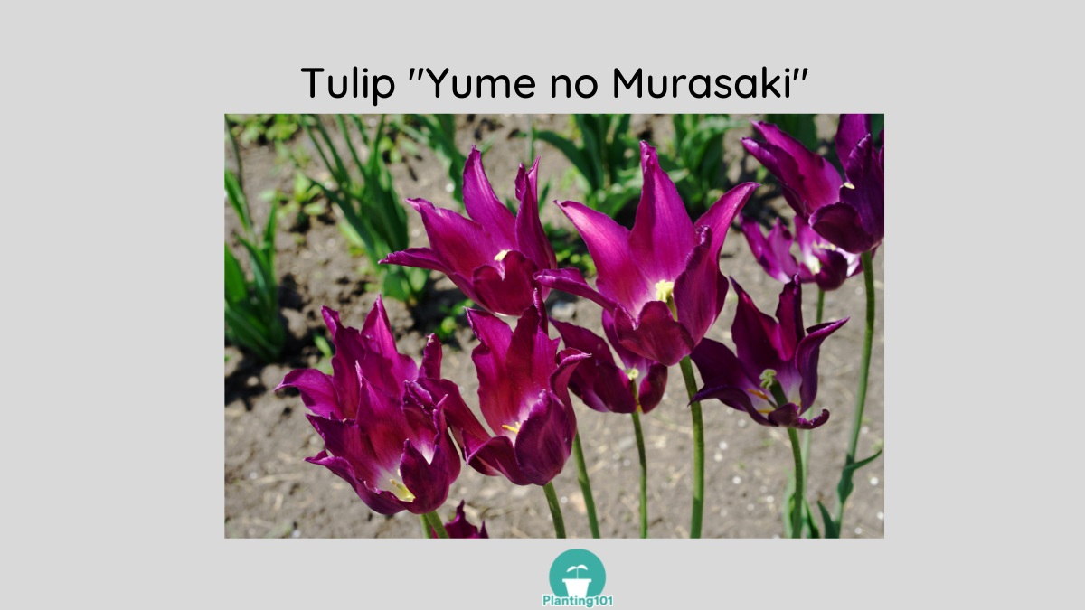 Tulip Yume no Murasaki