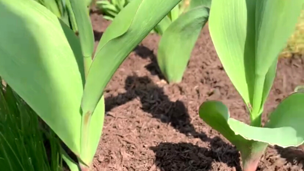 Why are Your Tulips Not Flowering? Planting 101