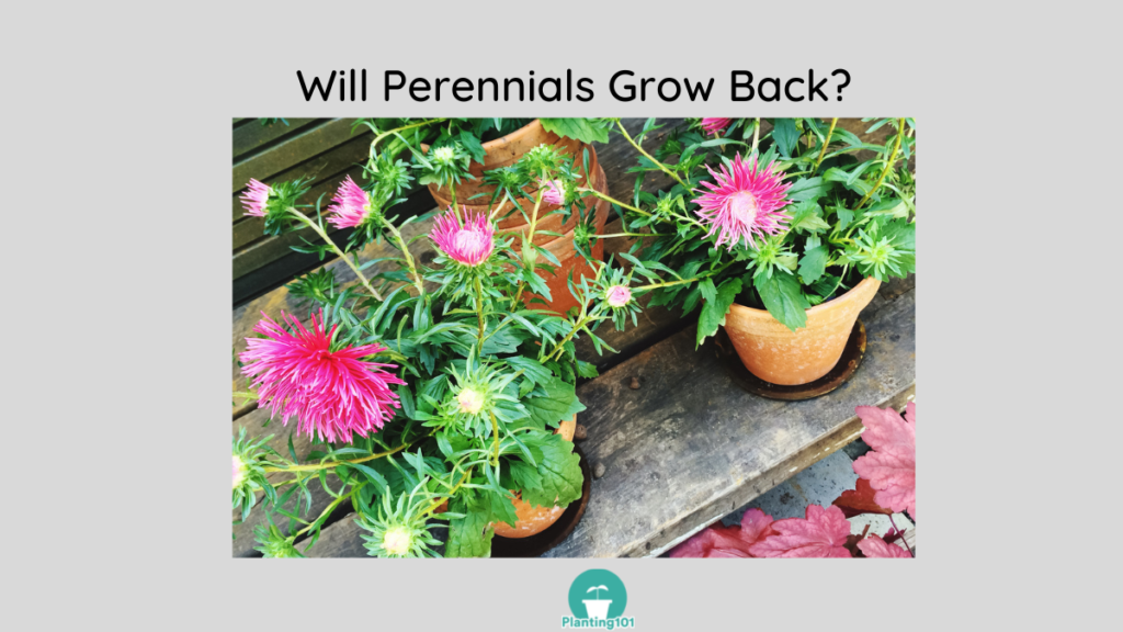 Will perennials grow back in pots