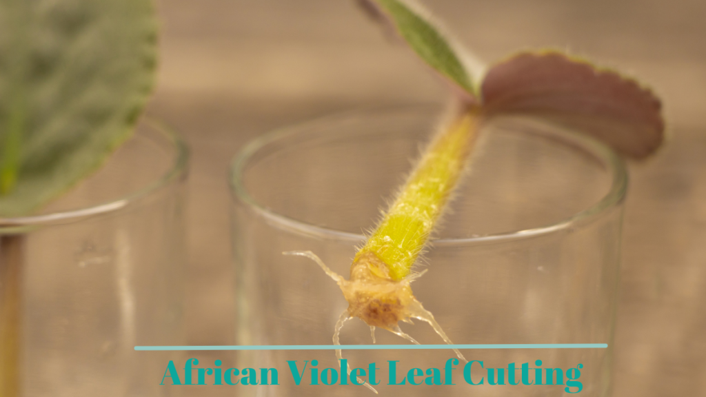 African violet leaf cutting