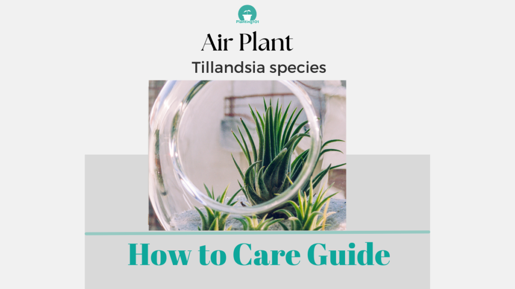 Air Plant Houseplant