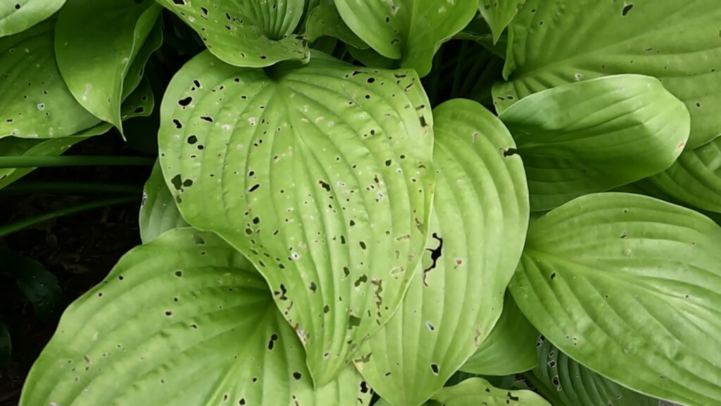 Holes in Hostas- Snails and Slugs