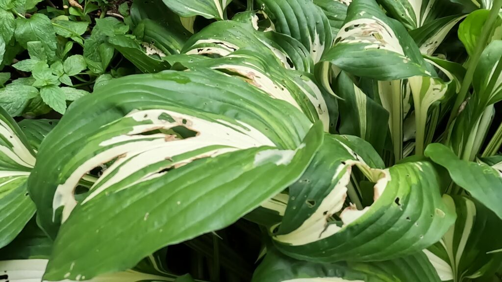 Holes in Hostas- Snails and Slugs