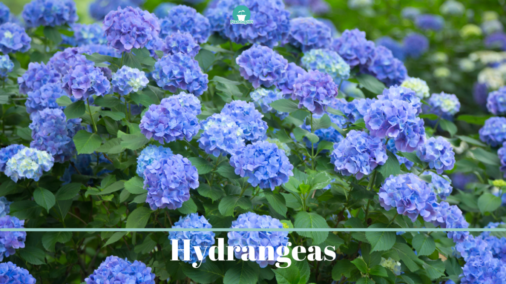 Hydrangea