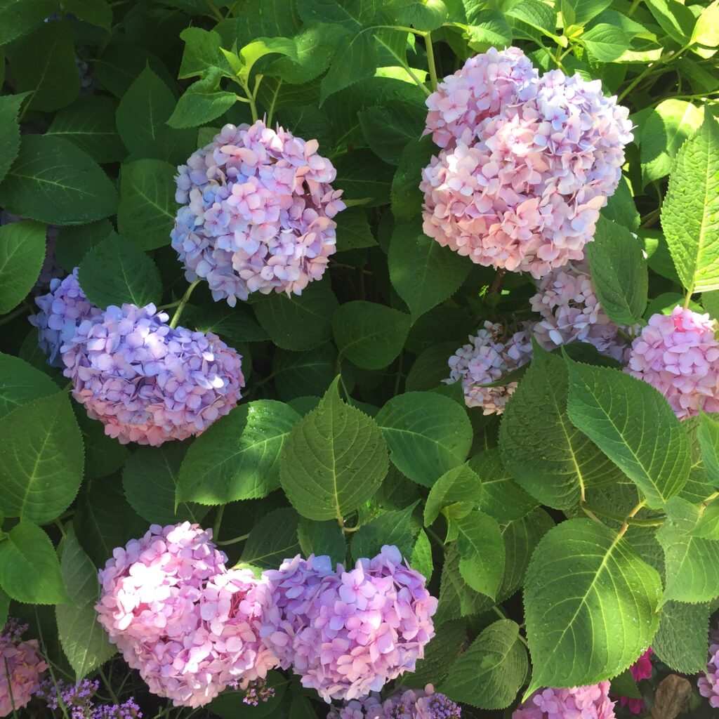 hydrangeas