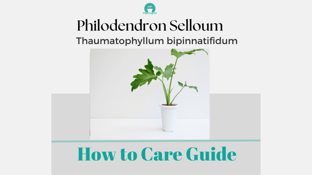 Philodendron Selloum