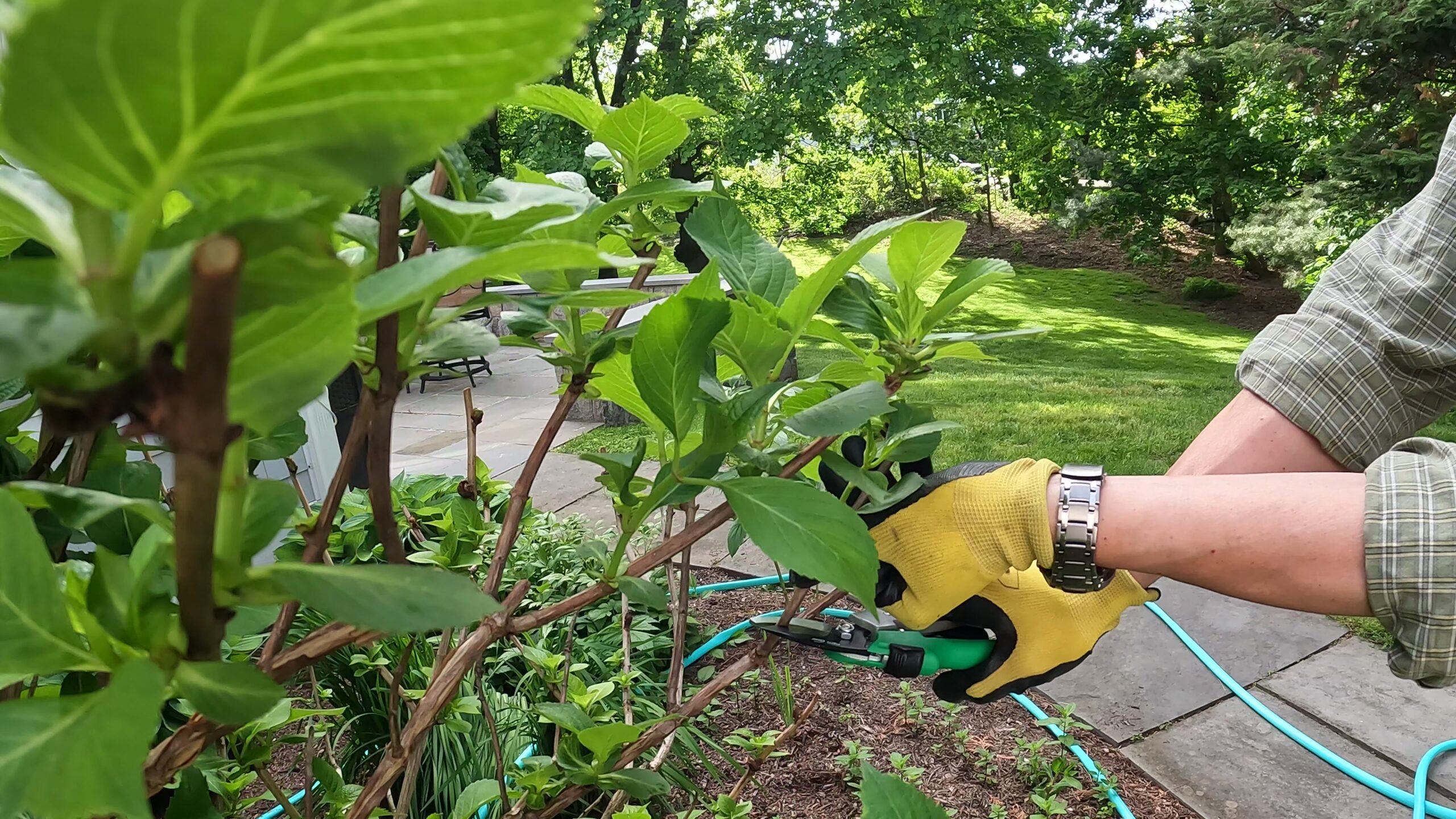 Propagate Hydrangeas